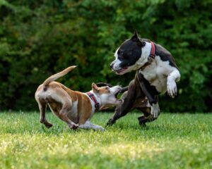 morsure de chien porter plainte